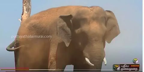 மிரட்டும் காட்டு யானை சங்கரை பிடிக்கும் பணியில் கும்கி சீனிவாசன்! சுவாரஸ்ய ப்ளாஷ் பேக்