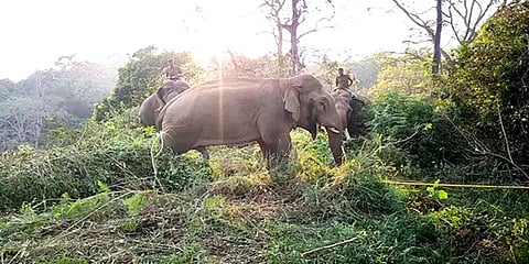 பிடிபட்டது 'சங்கர்' யானை: கும்கி யானைகள் உதவியுடன் மரக்கூண்டில் அடைப்பு!
