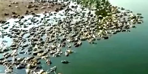 பாலாற்றில் தேங்கிய தண்ணீரை குடித்த 3000 வாத்து குஞ்சுகள் மர்மமான முறையில் உயிரிழப்பு