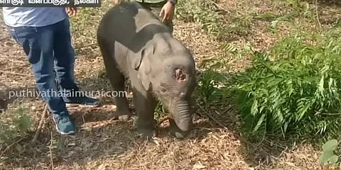 நீலகிரி : தாயைப் பிரிந்த குட்டியானை உயிரிழப்பு - நடந்தது என்ன?