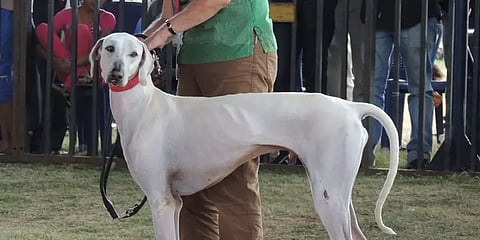 கூர்மையான பார்வை.. வேட்டையாடும் திறன்.. விமானப் படையில் 'முதோல்' இன வேட்டை நாய்கள்!