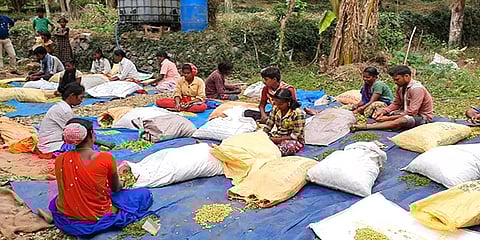 கன்னியாகுமரி: விளைச்சல் இருக்கு; ஆனால் விலை இல்லை... வேதனையில் கிராம்பு விவசாயிகள்!