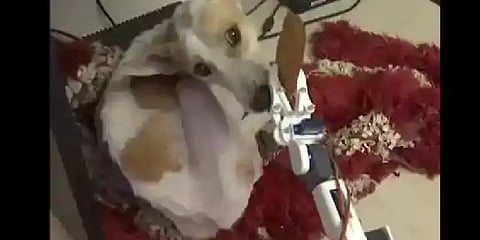 கண் தெரியாத நாயை கவனித்துக்கொள்ள ரோபோ தயாரித்த இளைஞர்!