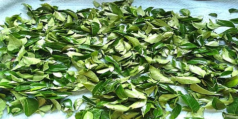 மதுரையில் ஒரு கிலோ கறிவேப்பிலை 100 ரூபாய்க்கு விற்பனை - விழிபிதுங்கும் சாமானியர்கள்!