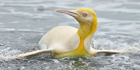 முதன்முதலாக கேமராவின் கண்களுக்கு சிக்கிய மஞ்சள்நிற பென்குயின்!