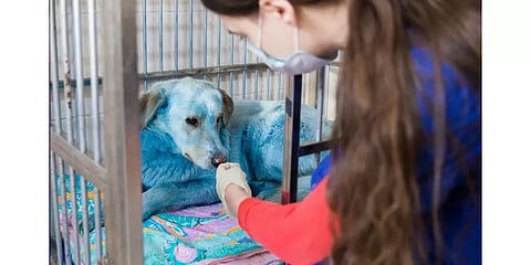 ரஷ்ய நாட்டின் வீதிகளில் நீலம் மற்றும் பச்சை நிறத்தில் உலாவும் தெரு நாய்கள்! காரணம் என்ன?