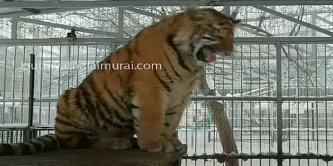 ரஷ்யா: 8 மாத ‘பாடும்’ புலியை காண குவியும் மக்கள்!