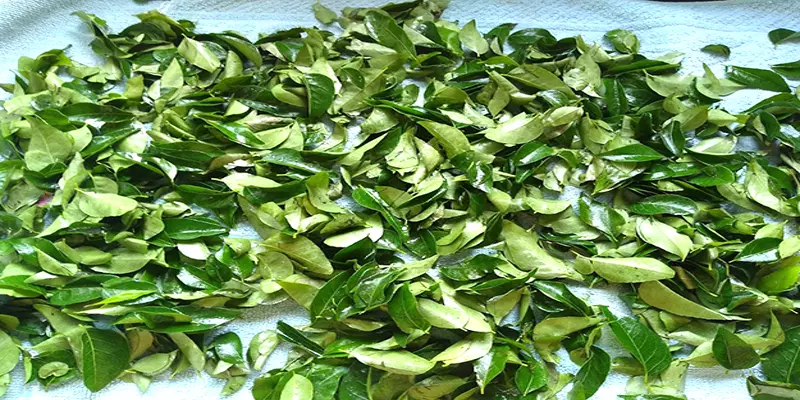 பெட்ரோல், டீசல் விலையோடு மல்லுக்கட்டும் கறிவேப்பிலை - விலை உயர்வுக்கு காரணம் என்ன?