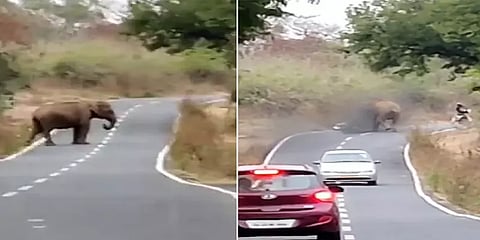 நீலகிரி: சாலையை கடந்த யானையை வேடிக்கை பார்த்த பெண் - நூலிழையில் உயிர் தப்பினார்