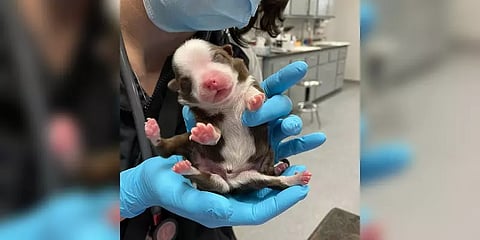 அமெரிக்காவில் ஆறு கால்களுடன் பிறந்த நாய்க்குட்டி...வியக்கும் கால்நடை மருத்துவர்கள்!