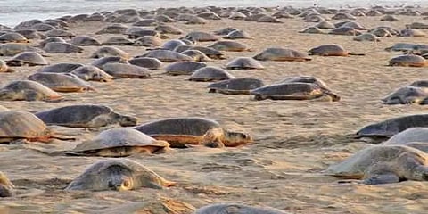 ஆலிவ் ரிட்லி ஆமைகளைக் காக்கும் சென்னை... எப்படி, எத்தனை முட்டைகள்? - ஒரு பார்வை