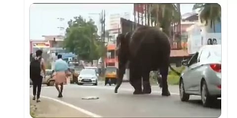 சாலையில் கிடந்த நாய்.. மிதிக்காமல் ஒதுங்கி சென்று சிலிர்க்க வைத்த யானை; வைரல் வீடியோ!