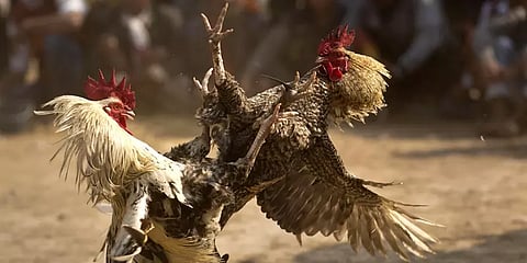 சேவல் சண்டையில் விபரீதம்: காலில் கத்தி கட்டப்பட்ட சேவல் தாக்கி உரிமையாளர் உயிரிழப்பு!