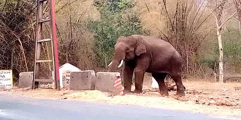 கரும்பு லாரியை எதிர்பார்த்து சாலையில் காத்து நிற்கும் காட்டு யானை: வாகன ஓட்டிகள் அச்சம்