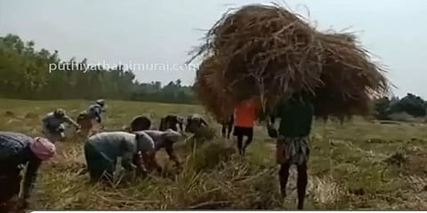 நாட்டுப்புற பாடல்களை பாடியபடியே 'மாப்பிள்ளை சம்பா' நெற்கதிர்களை அறுவடை செய்த பெண்கள்