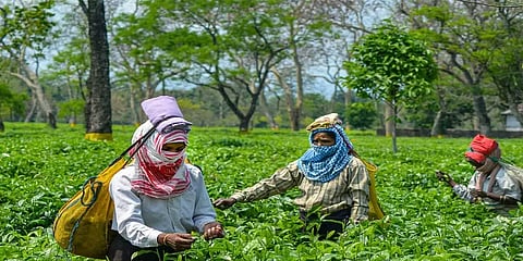 அசாம் தேர்தல் களம்: தேயிலைத் தொழிலாளர்களை குறிவைக்கும் பாஜக, காங்கிரஸ்!