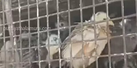 நீலகிரி: வாக்காளர்களுக்கு தர கொண்டுவரப்பட்ட 4,500 கோழிக்குஞ்சுகள்! சோதனையில் சிக்கியது