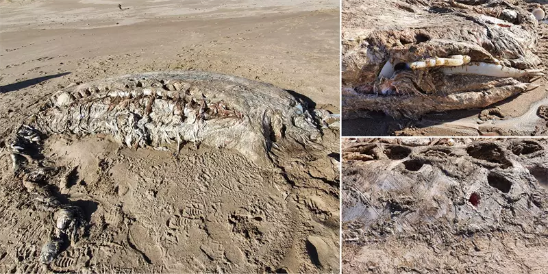 வேல்ஸ் கடற்கரையில் ஒதுங்கிய 4000 கிலோ கொண்ட கடல்வாழ் உயிரினம்