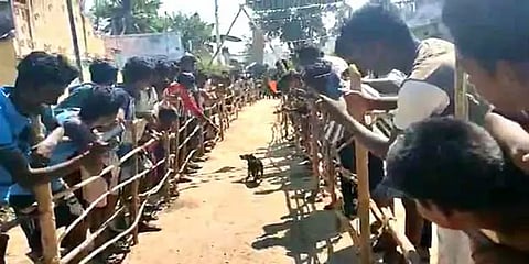 ஜல்லிக்கட்டு போட்டிக்கு தடை: நாய்கள் விடும் திருவிழா நடத்தி எதிர்ப்பு தெரிவித்த மக்கள்