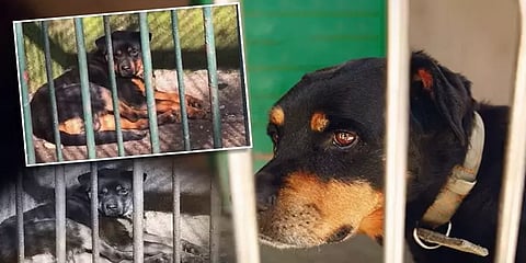 வைரல் வீடியோ: நாயை ஓநாய்போல காட்ட முயற்சிக்கும் சீன மிருகக்காட்சிசாலை