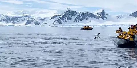 விடாமல் துரத்திய திமிங்கலம்.. பயணிகள் படகில் தாவி எஸ்கேப் ஆன பென்குயின் - வீடியோ!