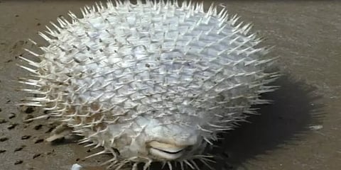 வேதாரண்யத்தில் கரையொதுங்கிய விஷத்தன்மையுள்ள மீன்கள்!