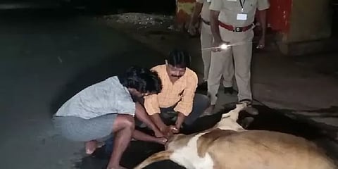 பசுவிற்கு பிரசவம் பார்த்த தேர்தல் அதிகாரி - குவியும் பாராட்டு