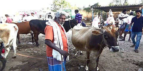 தேர்தல் கெடுபிடி:போச்சம்பள்ளி வாரச்சந்தையில் மாடு விற்பனை மந்தம்
