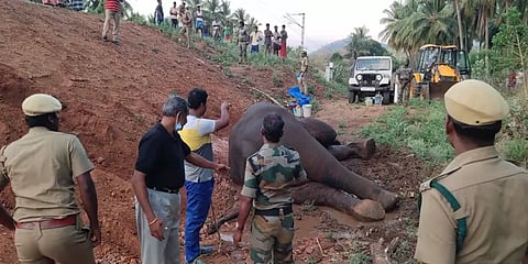 ரயிலில் மோதி படுகாயமடைந்த ஆண் யானை கவலைக்கிடம்: 7 மணி நேரமாக மருத்துவர்கள் போராட்டம்