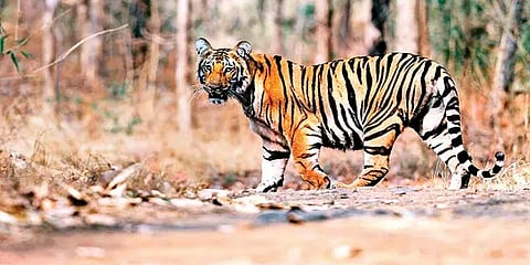 ஆட்கொல்லி புலியை தேடும் 150 வனத்துறையினர்.. கர்நாடகாவுக்கு 'தண்ணி காட்டும்' ஒற்றை வேங்கை!