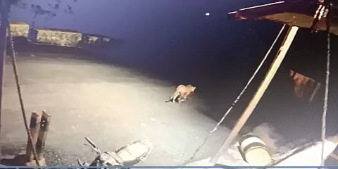 வால்பாறை 'செக் போஸ்ட்' சிசிடிவியில் சிக்கிய சிறுத்தை!