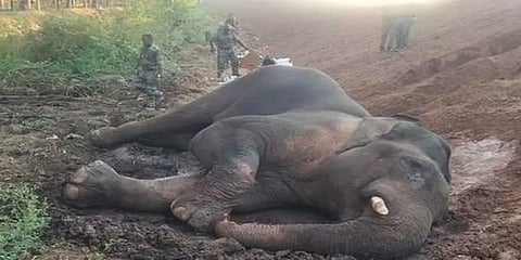 கோவை: ரயிலில் மோதி காயமடைந்த யானைக்கு தொடரும் சிகிச்சை!