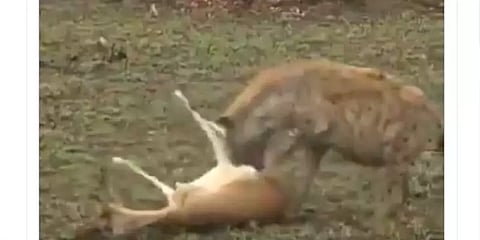 என்னா நடிப்பு இது! சிறுத்தை, கழுதை புலியை ஏமாற்றி மயிரிழையில் உயிர் தப்பிய மான்