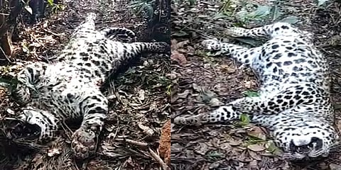 நீலகிரி: இரண்டு நாளில் மர்மமான முறையில் அடுத்தடுத்து உயிரிழந்த 3 சிறுத்தை குட்டிகள்!