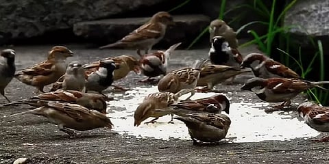 சிட்டுக்குருவிகளின் ஆயுள்காலம் குறைவது ஏன்? - ஓர் எளிய விளக்கம்