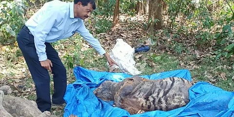 கர்நாடகாவை அச்சுறுத்திய ஆட்கொல்லி புலி சடலமாக கண்டெடுப்பு!