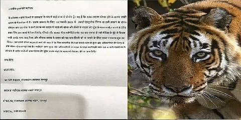 ராஜஸ்தான் : தாயத்து செய்ய புலி மீசையை வெட்டிய வனத்துறை அதிகாரிகள்!