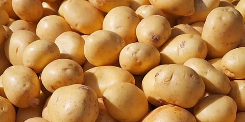 தமிழகம் தவிர மற்ற மாநிலங்களில் உருளைக்கிழங்கு விலை கடும் வீழ்ச்சி... ஏன்?