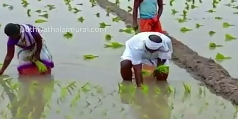 நெல் நடவு செய்தபடியே வாக்குசேகரித்த அமைச்சர் ஆர்.பி.உதயகுமார்!