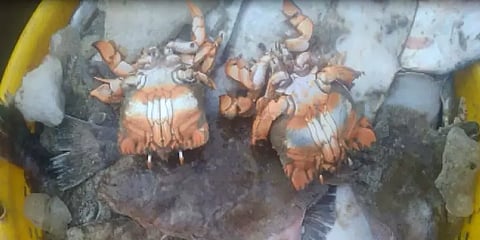 மீனவர் வலையில் சிக்கிய காவி நிற தாமரை நண்டு!