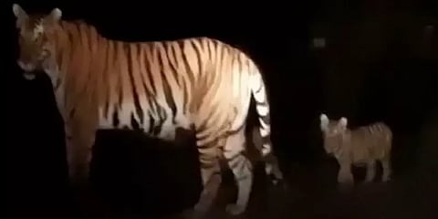 இடுக்கியில் குட்டிப்புலிகளுடன் உலா வரும் தாய்ப்புலி! - சுற்றுலா பயணி வீடியோவில் பதிவு