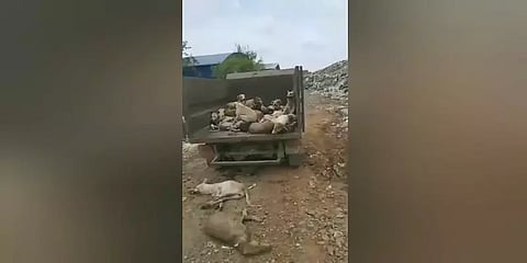 கொத்து கொத்தாக நாய்களை அடித்துக்கொன்ற நகராட்சி ஊழியர்கள் - பரமக்குடியில் பயங்கரம்