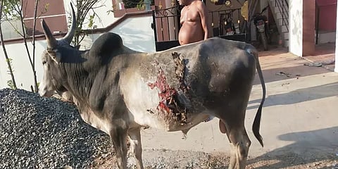 மதுரையில் மாடுகள் மீது ஆசிட் வீசிய கொடூரம் - சிகிச்சை இல்லாததால் காயங்களுடன் தவிப்பு