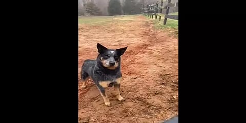 ‘உனது சேவை சூயஸ் கால்வாய்க்கு தேவை!’ நாயை பாராட்டிய நெட்டிசன்கள்!