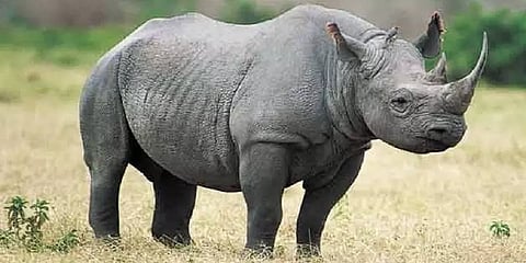 அசாம் தேர்தல் அரசியலில் 'ஒற்றைக் கொம்பு காண்டாமிருகங்கள்' முக்கியத்துவம் பெறுவது ஏன்?