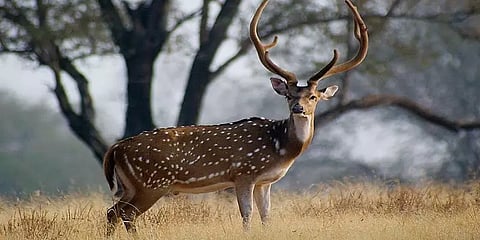 சத்தீஸ்கர்: புள்ளிமானை வேட்டையாடிய 6 பேர் கைது