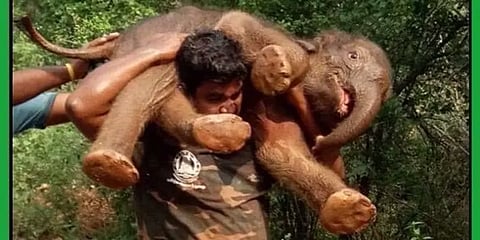 குட்டி யானையை தோளில் தூக்கி சுமந்து செல்லும் தமிழக வனத்துறை ஊழியர்.. வைரலாகும் பழைய வீடியோ