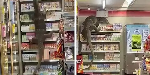 தாய்லாந்து: கடைக்குள் புகுந்து அட்டகாசம் செய்த உடும்பு - மிரள வைக்கும் வீடியோ