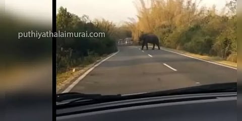 ஈவிஎம் உடன் சென்ற தேர்தல் அதிகாரிகள்... 2 மணி நேரமாக வழிமறித்து நின்ற யானை