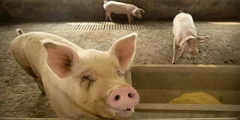 ஆப்பிரிக்க ஸ்வைன் காய்ச்சலால் 100க்கும் மேற்பட்ட பன்றிகள் மிசோரமில் இறப்பு